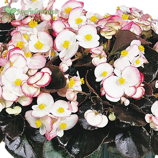 Cocktail Rum Begonia Seeds