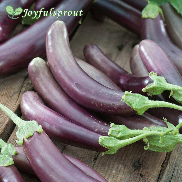 Eggplant Seeds - Finger Fruit Purple
