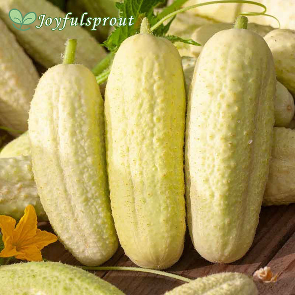 Cucumber Seeds - White Wonder