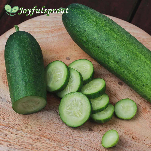 Cucumber Seeds - Straight 8