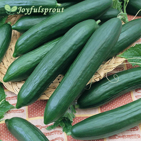Cucumber Seeds - Tendergreen Burpless