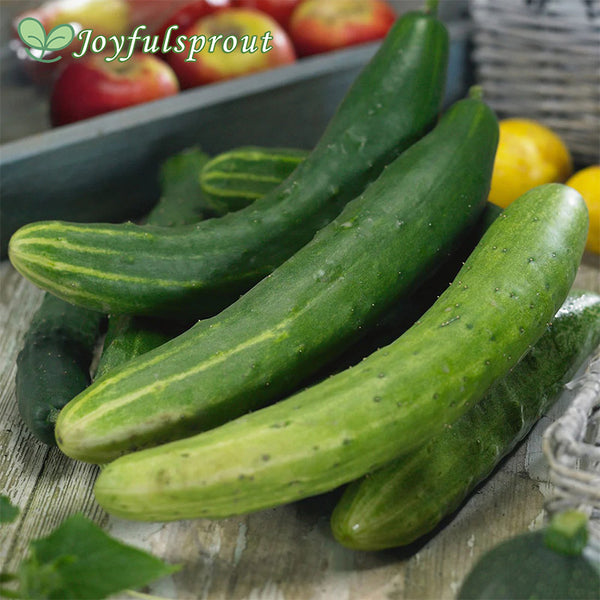 Cucumber Seeds - Garden Sweet Burpless