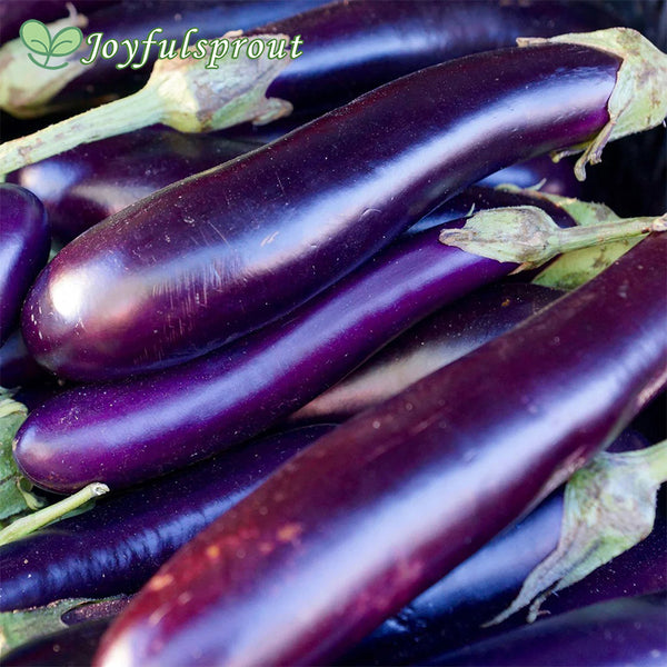 Organic Eggplant Seeds - Long Purple