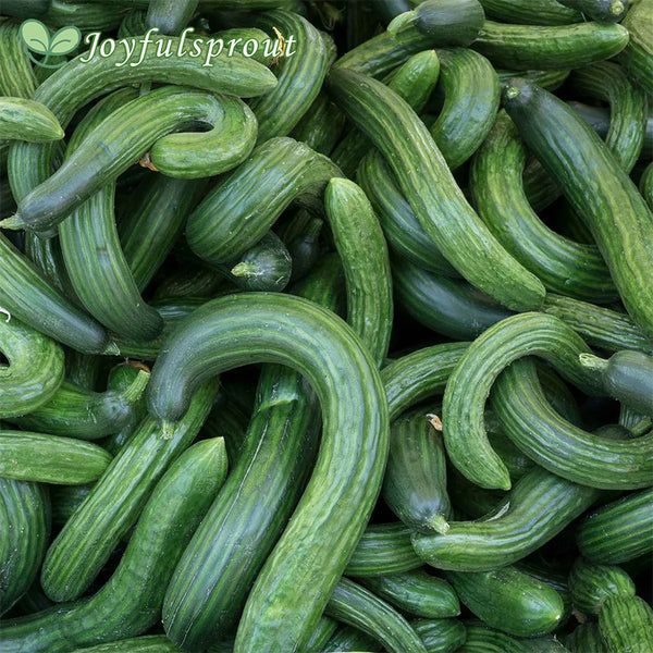 Cucumber Seeds - Armenian Dark Green