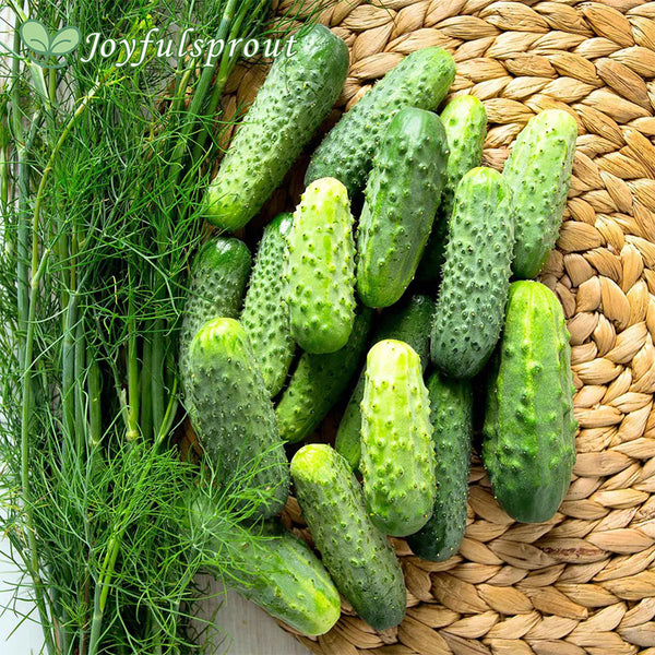 Cucumber Seeds - SMR 58