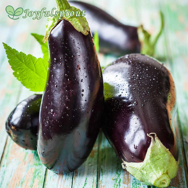 Eggplant Seeds - Black Beauty