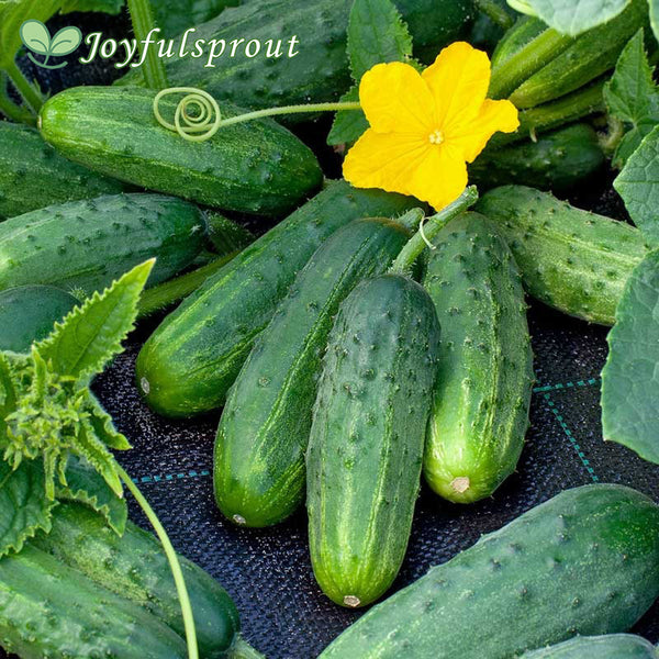 Cucumber Seeds - Boston Pickling