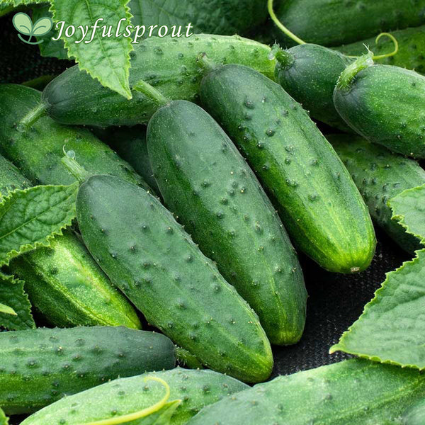 Organic Cucumber Seeds - Spacemaster