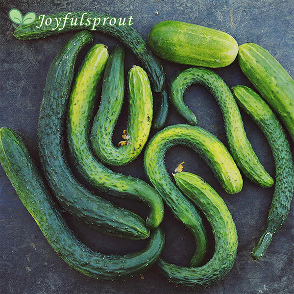 Cucumber Seeds - Suyo Long