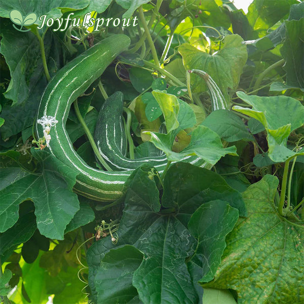 Cucumber Seeds - Painted Serpent
