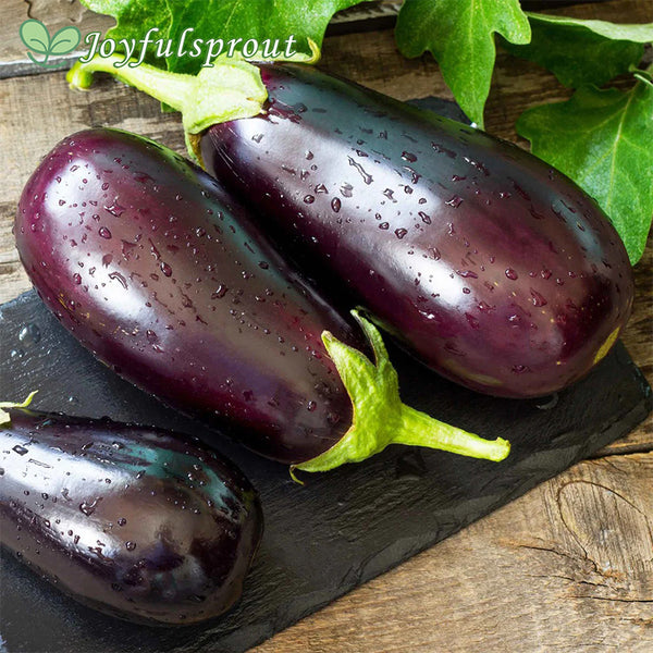 Organic Eggplant Seeds - Black Beauty