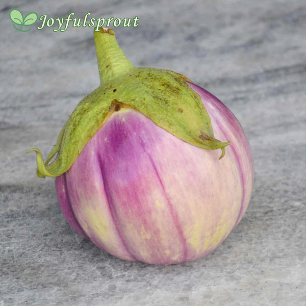Eggplant Seeds - Rosa Bianca