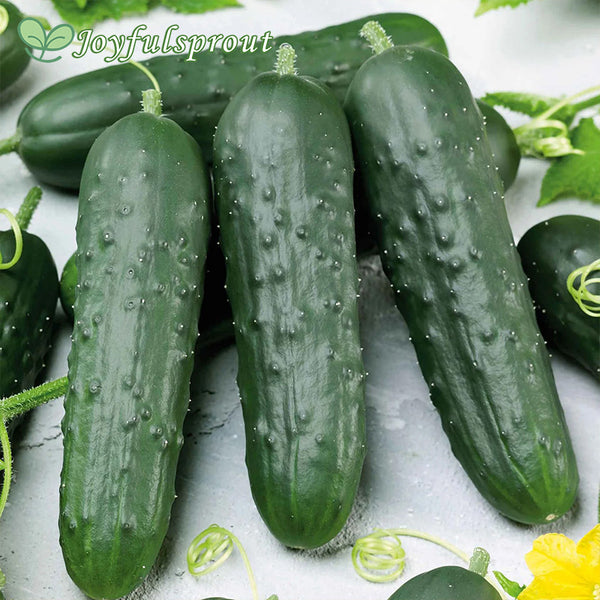Cucumber Seeds - Poinsett 76