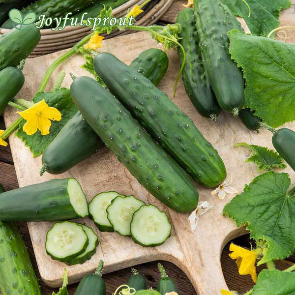 Cucumber Seeds - Marketer