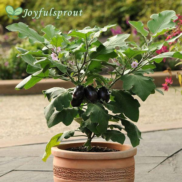 Eggplant Seeds - Patio Baby
