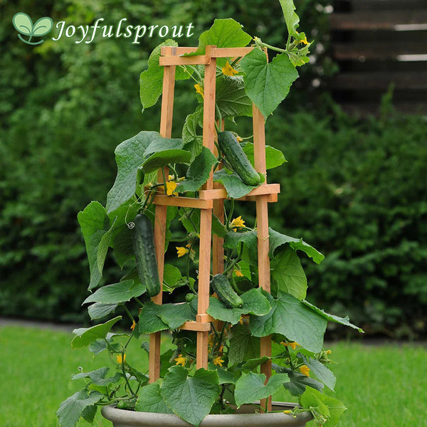 Cucumber Seeds - Patio Snacker