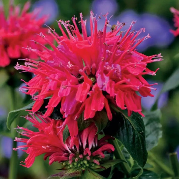 Monarda Sugar Buzz 'Cherry Pops'