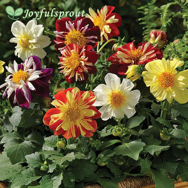 Harlequin Mix Dahlia Seeds
