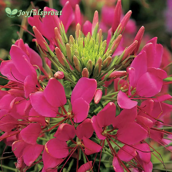 Sparkler Rose Spider Flower Seeds