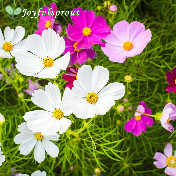 Sea Shells Mix Organic Cosmos Seeds