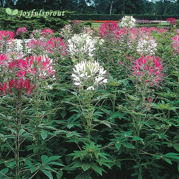 Queen Mix Spider Flower Seeds