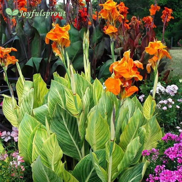 Tropicanna Gold Canna Lily Seeds