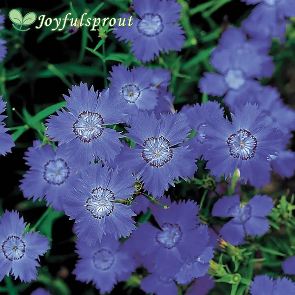 'Siberian Blues' Dianthus Seeds