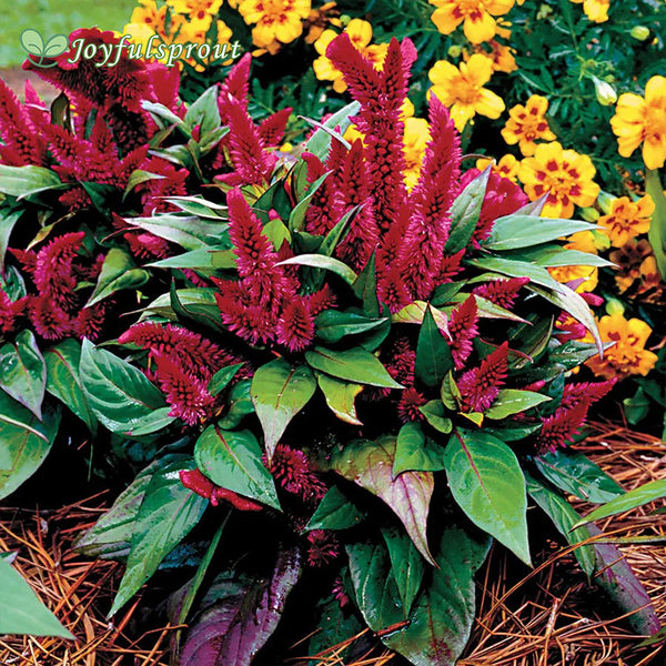 Kosmo Purple Red Celosia Seeds