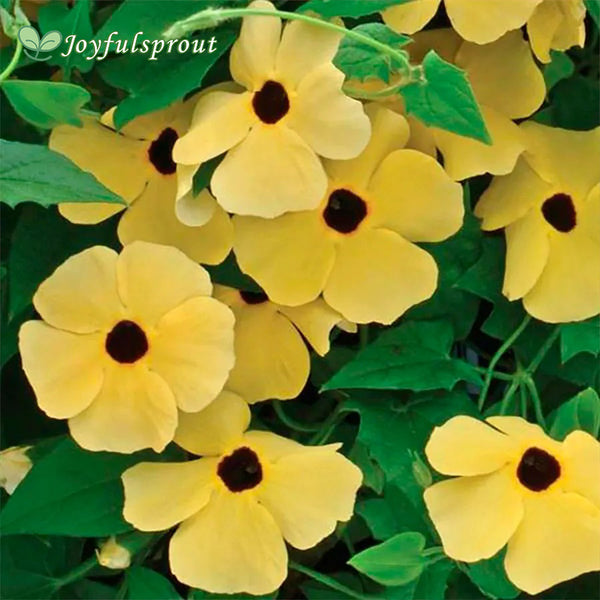 Susie Yellow Black-Eyed Susan Vine Thunbergia Seeds