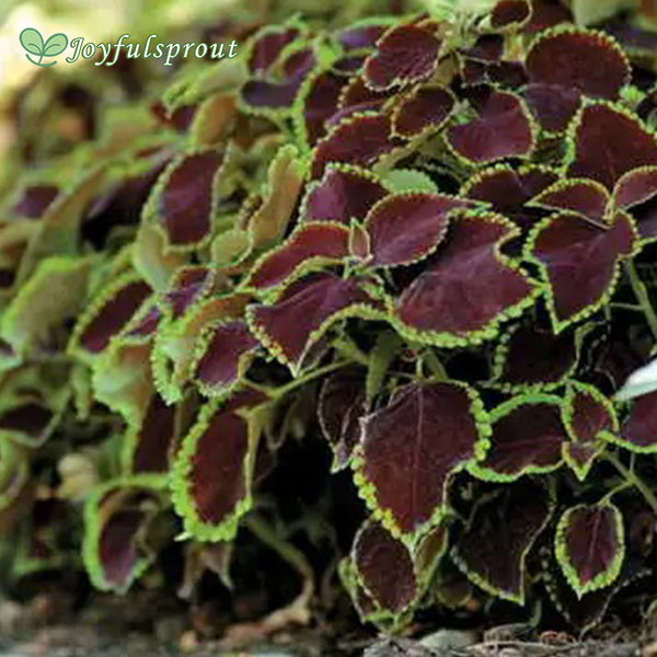 Chocolate Mint Coleus Seeds