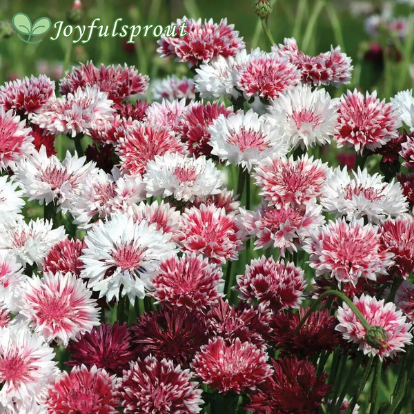 'Classic Romantic' Mix Cornflower Seeds