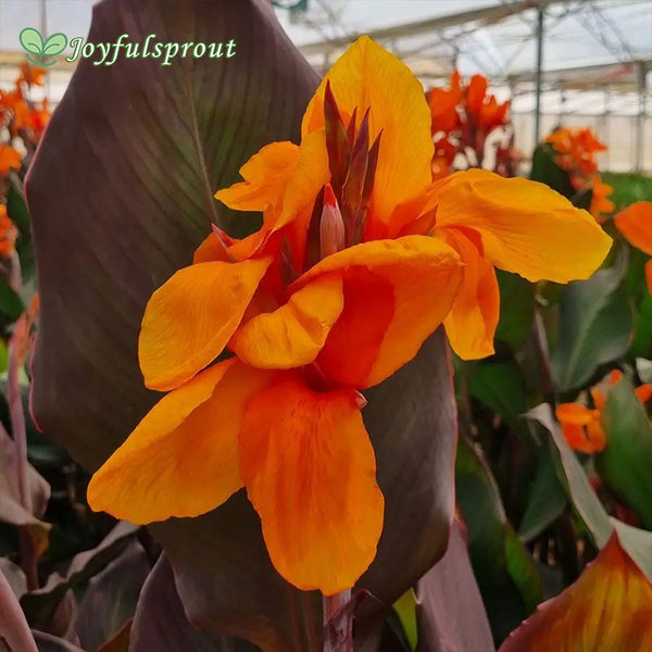 Canna Elite 'Orange Chocolate' Canna Lily Seeds
