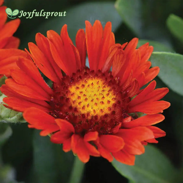Gaillardia REALFLOR 'Sunset Celebration' Seeds