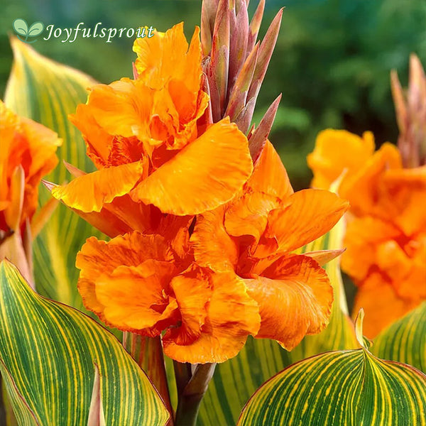 Canna 'Bengal Tiger' Seeds