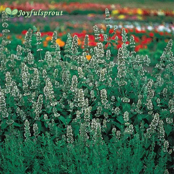 Organic Catnip Seeds