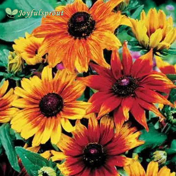 Autumn Colors Rudbeckia Seeds