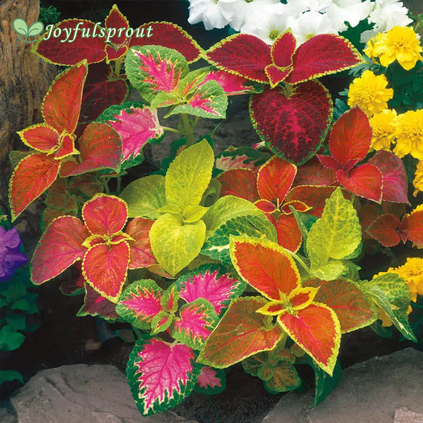 Wizard Mix Coleus Seeds