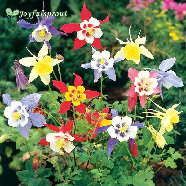 Aquilegia 'McKana Hybrids Mix'