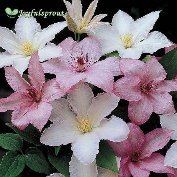 Clematis 'Hagley' Seeds