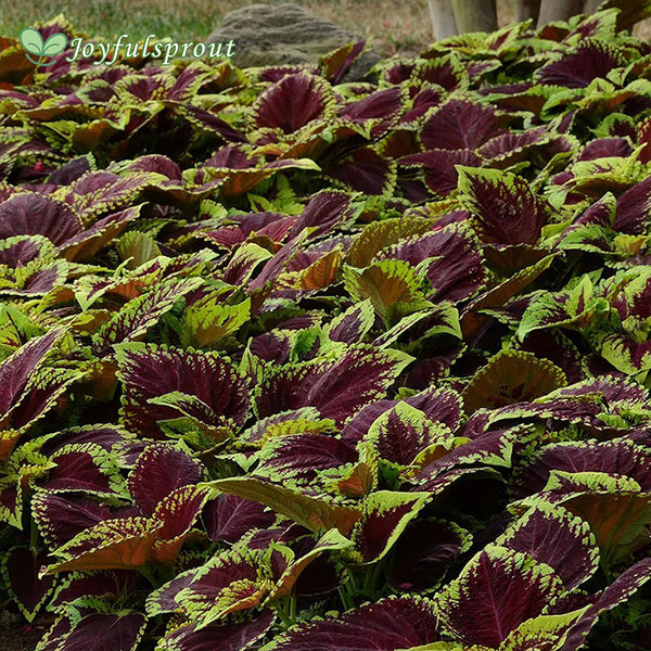 Kong Empire Mix Coleus Seeds