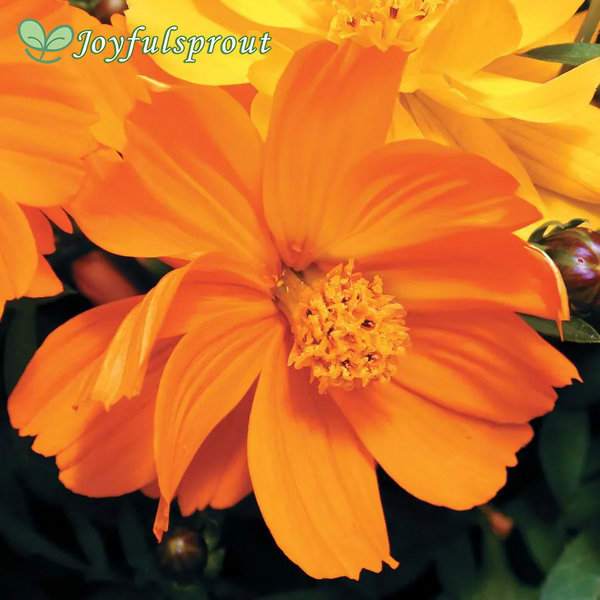 Cosmic Orange Cosmos Flower Seeds