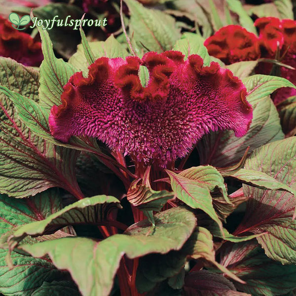 Dracula Celosia Seeds