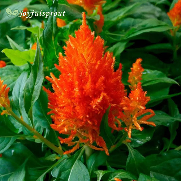 Flamma Orange Celosia Seeds