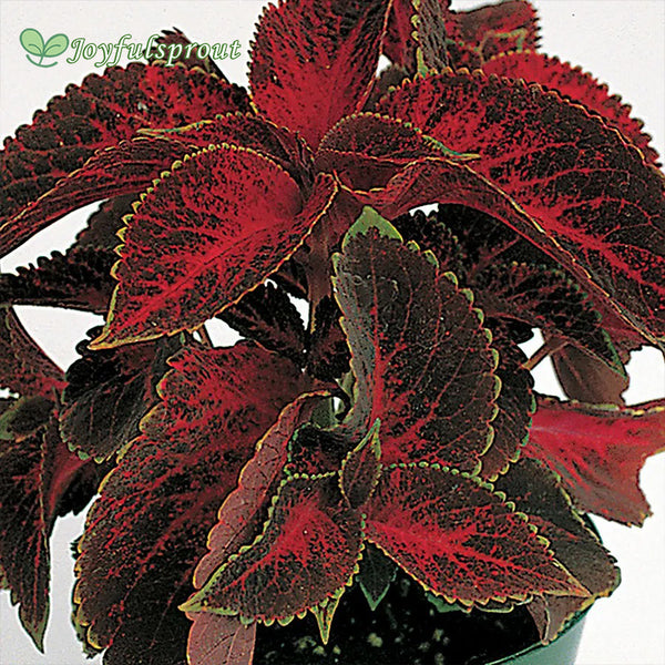 Wizard Velvet Red Coleus Seeds