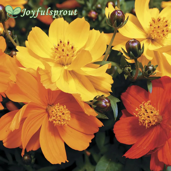 Cosmic Mix Cosmos Seeds