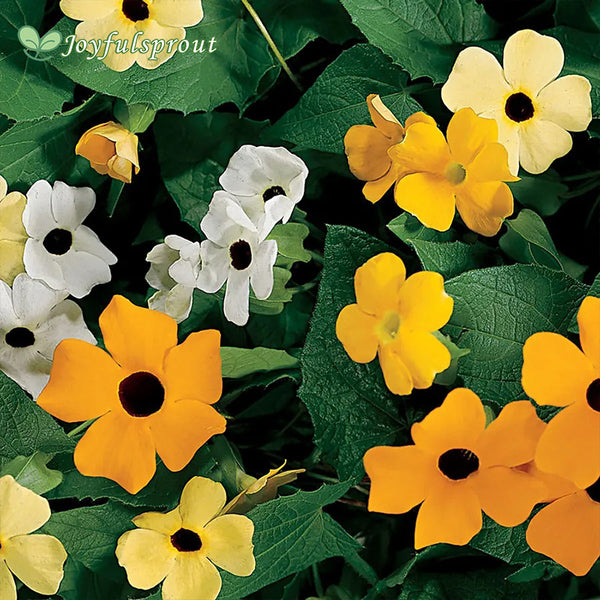 Susie Mix Black-Eyed Susan Vine Thunbergia Seeds