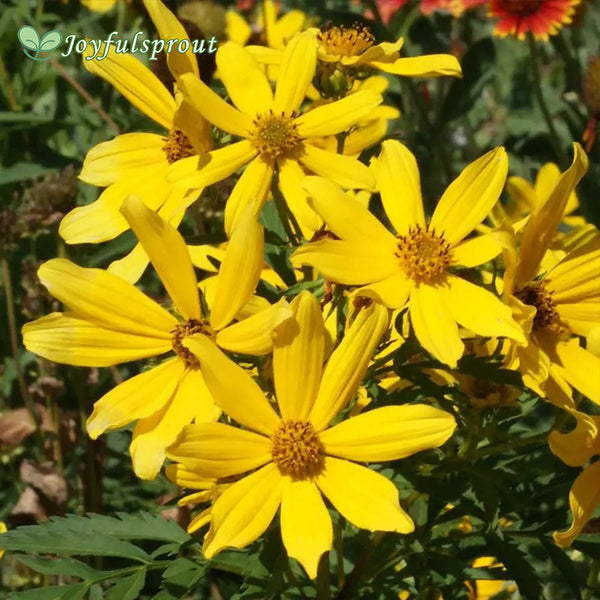Tickseed Sunflower Bidens Seeds