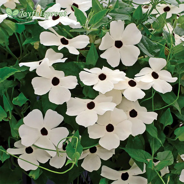 Susie White Black-Eyed Susan Vine Thunbergia Seeds