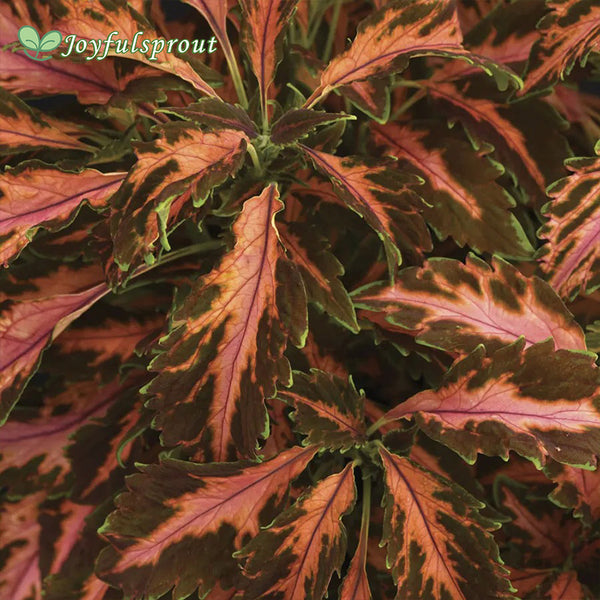 Coral Candy Premium Sun Coleus Seeds
