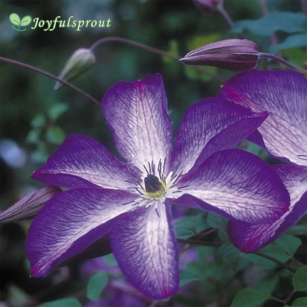 Clematis 'Venosa Violacea' Seeds